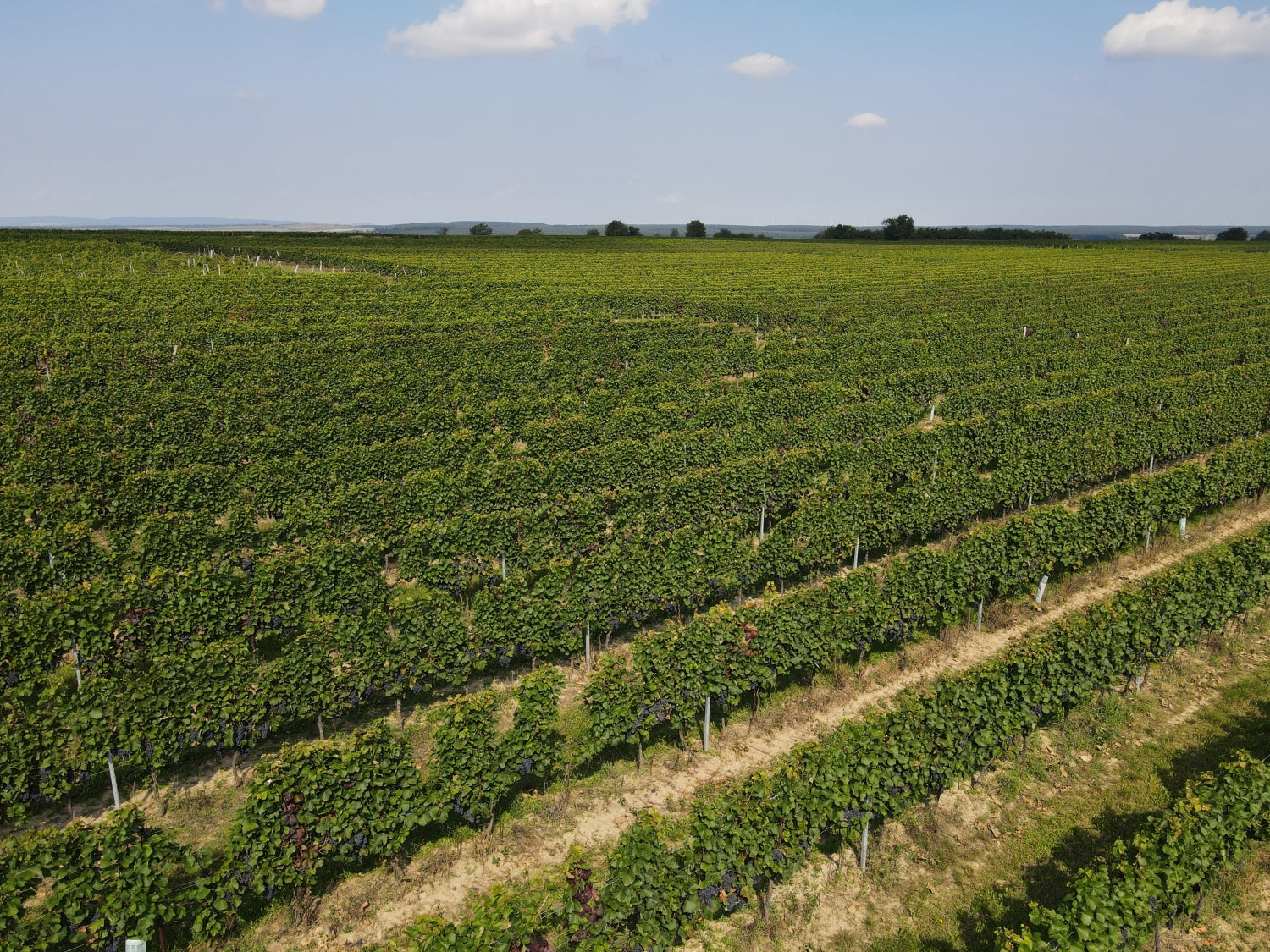 Weine vom Weingut Schlögl aus dem Blaufränkischland