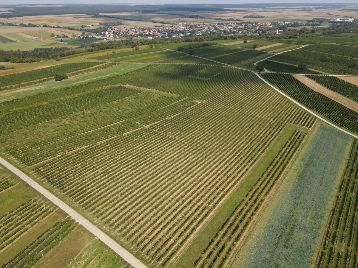 Weine vom Weingut Schlögl aus dem Blaufränkischland